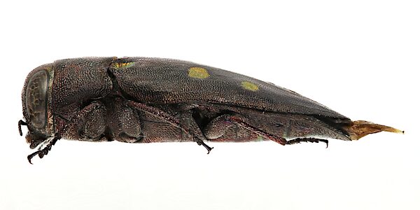 Chrysobothris sp. Wide pronotum, PL6050A, female, dead salt lake specimen, EP, 14.4 × 5.9 mm